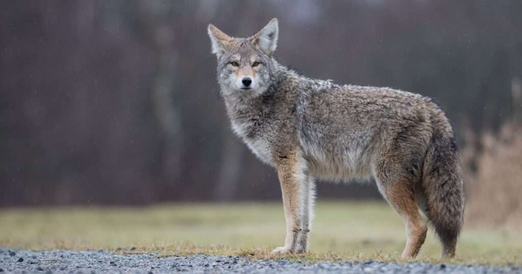 can coyotes jump fences